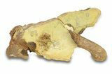 Fossil Dinosaur Bones & Tendons in Sandstone - Wyoming #292619-3